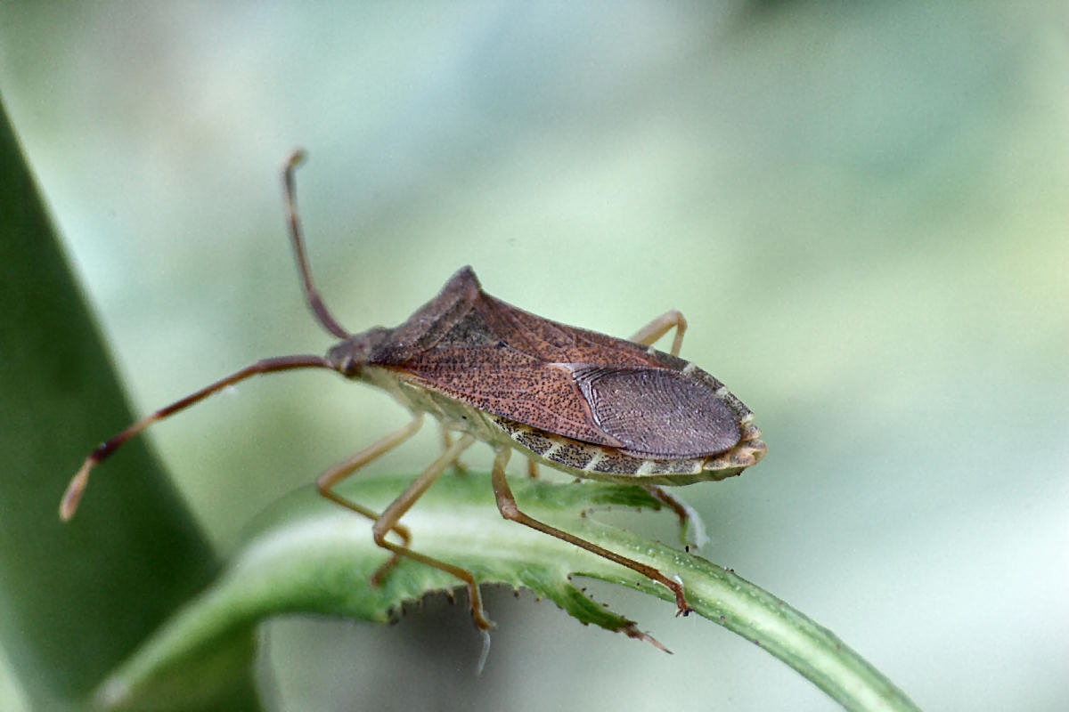 Coreidae: Gonocerus acuteangulatus della Lombardia (MI)